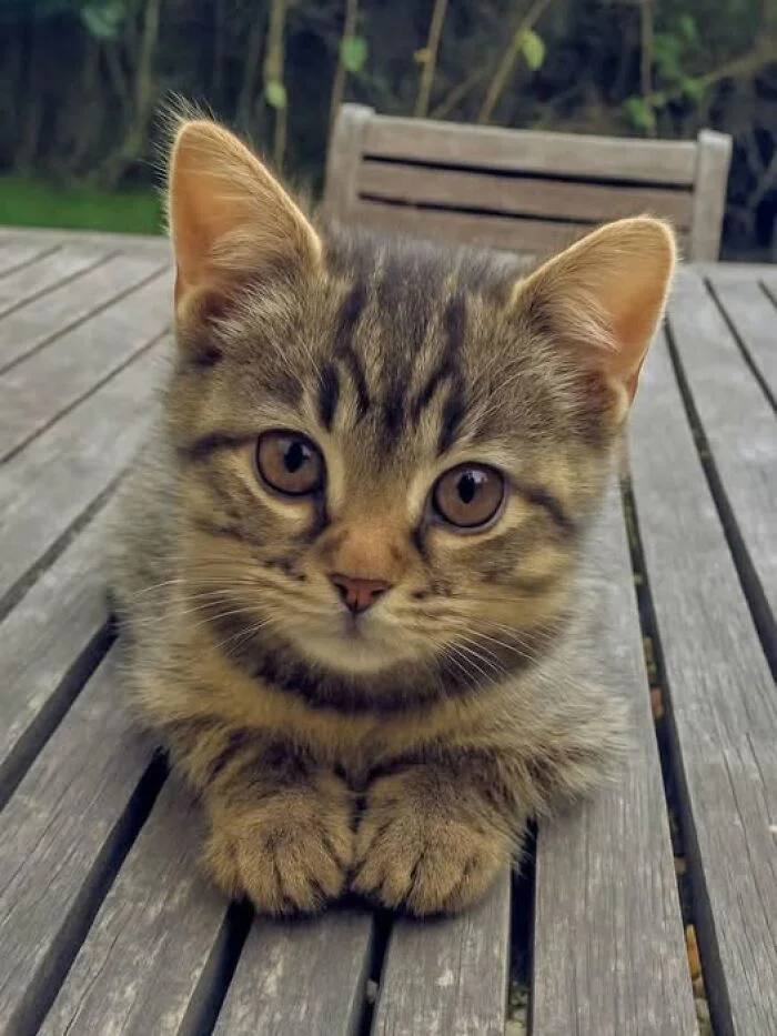 funny-cute-cats-pictures-68df6cd88e621__700