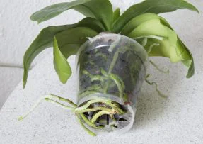 Kořeny orchideje v průsvitném květináči