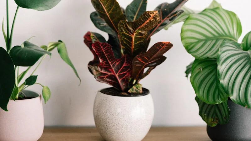 Rychlé vysychání substrátu