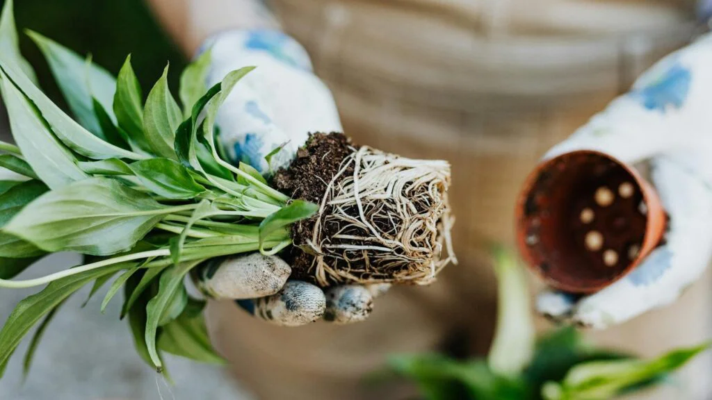 Kořeny vyčnívají ze spodních děr