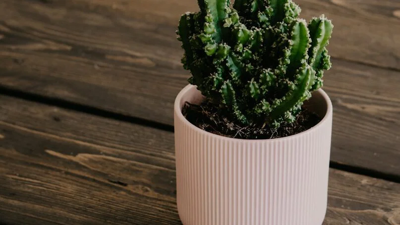 Minerální usazeniny na povrchu půdy