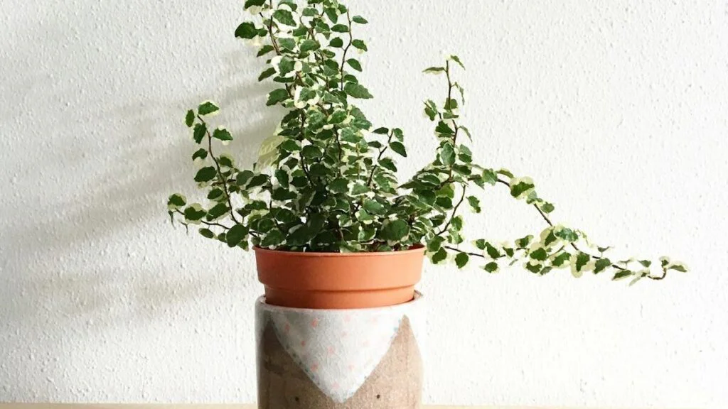 Rostlina je nestabilní nebo padá