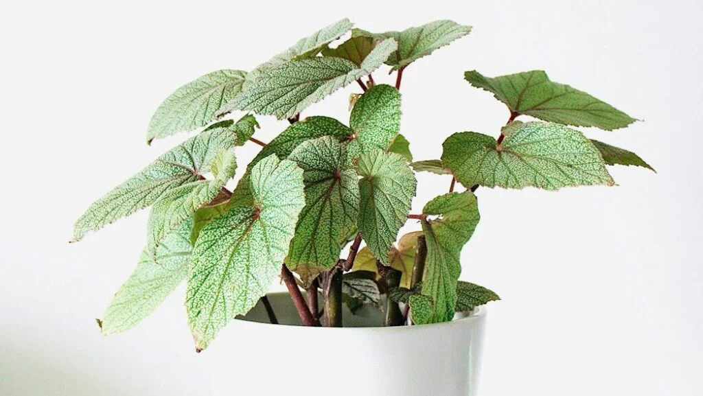 Náhlé opadávání listů