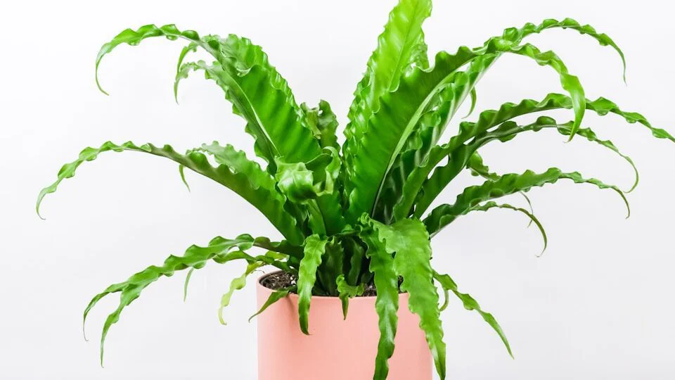 Zastavený růst nebo chudé kvetení