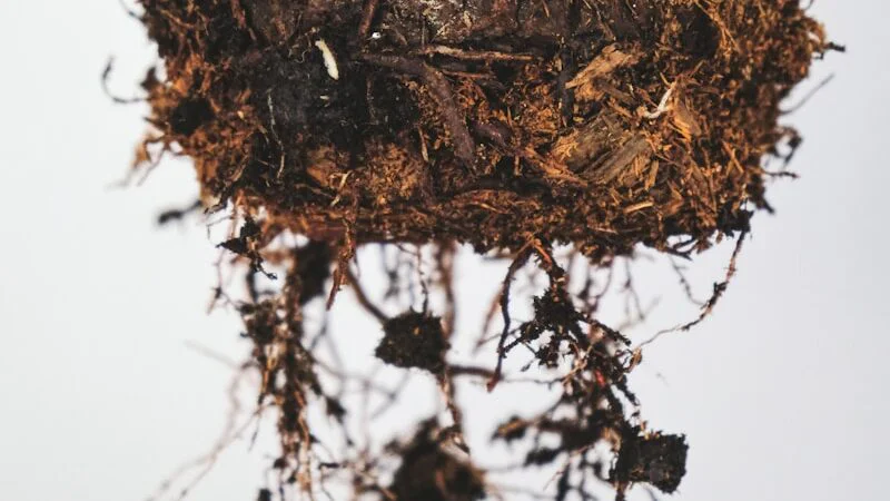 Slizký nebo zapáchající kořenový systém