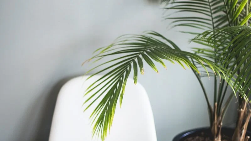 Žluté a ochablé listy