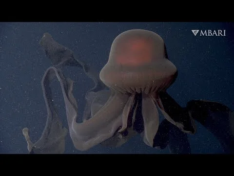 Video k článku