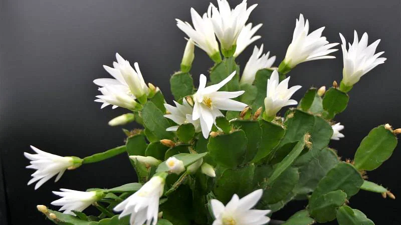 vánoční kaktus, bílé květy