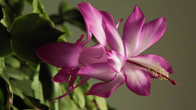 vánoční kaktus, fialové květenství