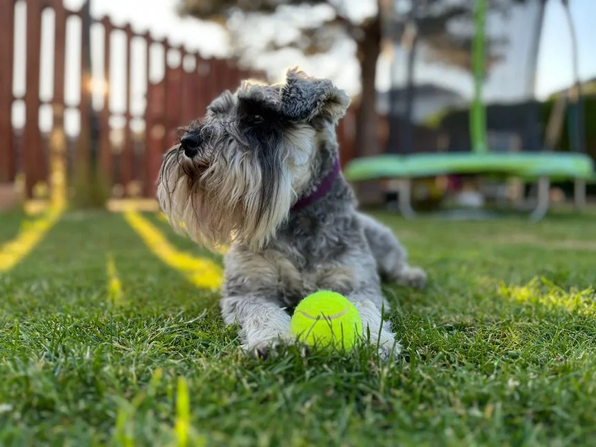 I knírači jsou v Česku velice populární