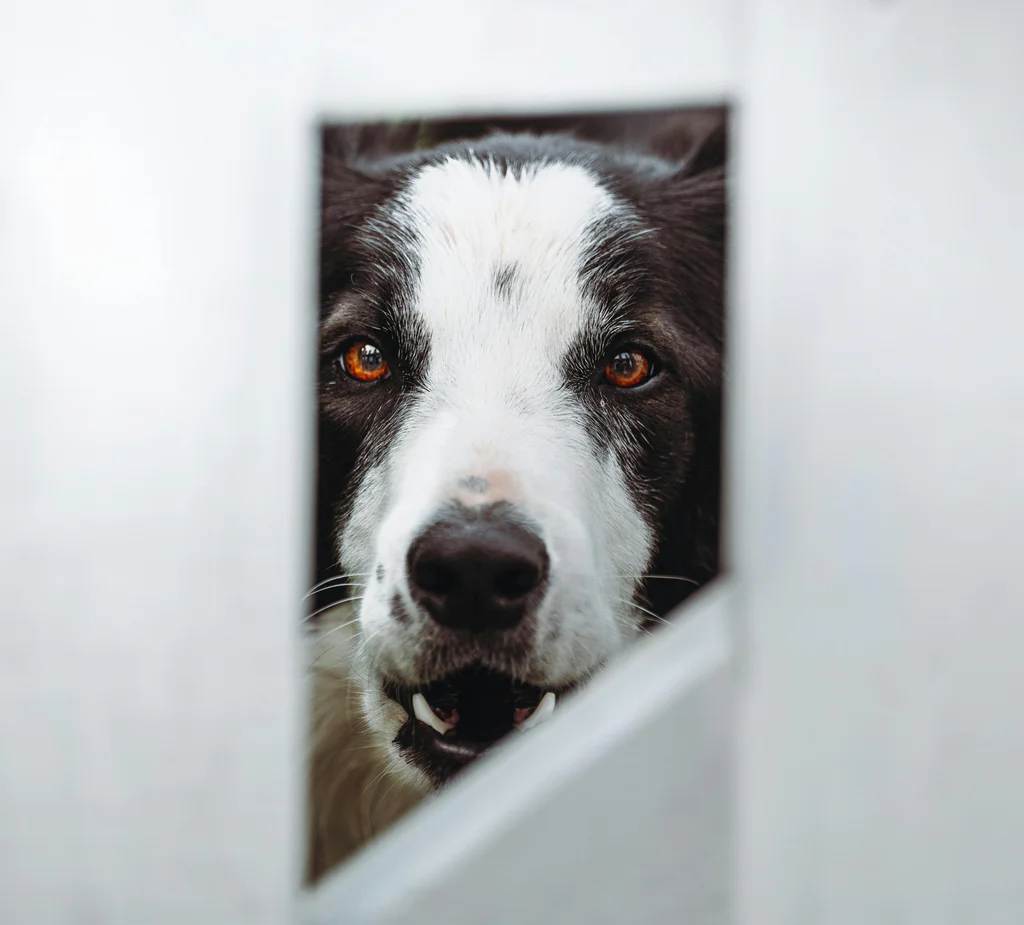 Pes vás sleduje při každém pohybu. Odborníci vysvětlují, kdy je to v pořádku a kdy ne