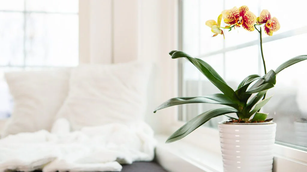 Kyselina jantarová aneb energie pro kořeny
