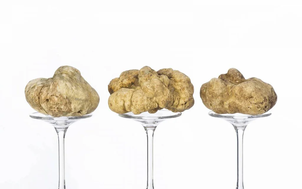 Bílé lanýže: Pěkně drahá delikatesa, kterou pomáhají hledat psi a prasátka