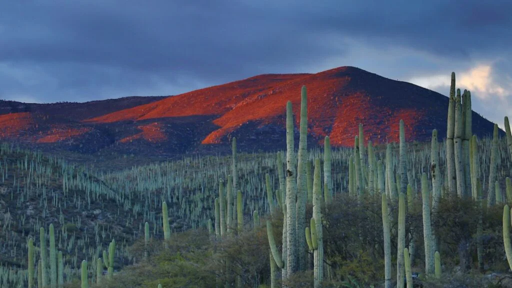 Odlehlé ruiny Rio Bec