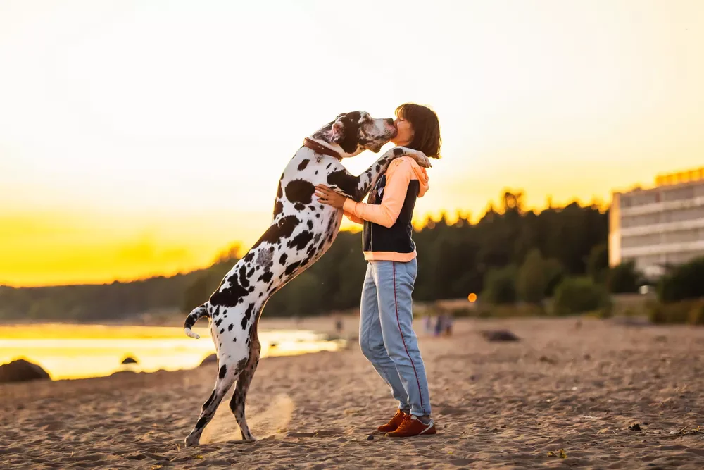 Německá doga objímá ženu