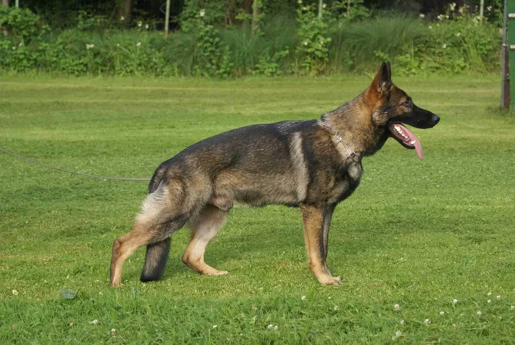 pes stojí na trávě