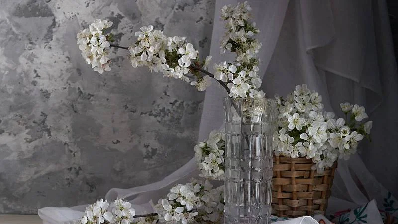 rozkvetlé třešňové větve