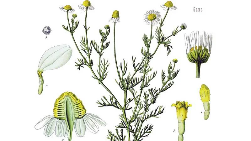 Heřmánek pravý, lékařský