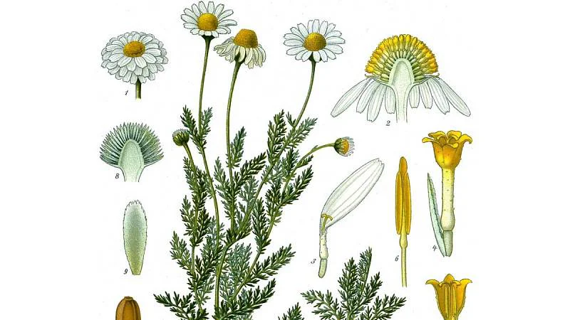 Heřmánek římský / Rmenec sličný