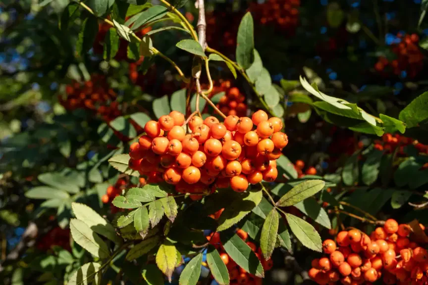 Zapomenutý klenot plný vitaminu C, jeřabina