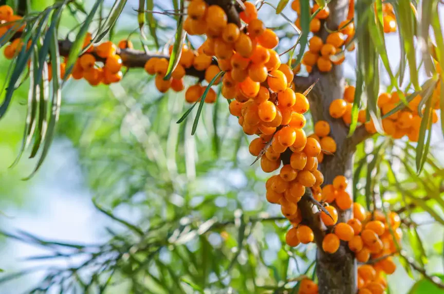 Rakytník, kyselý a plný vitaminu C