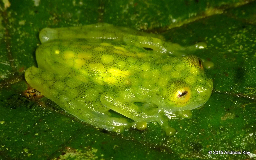 20843189688_11c64f5d1d_o