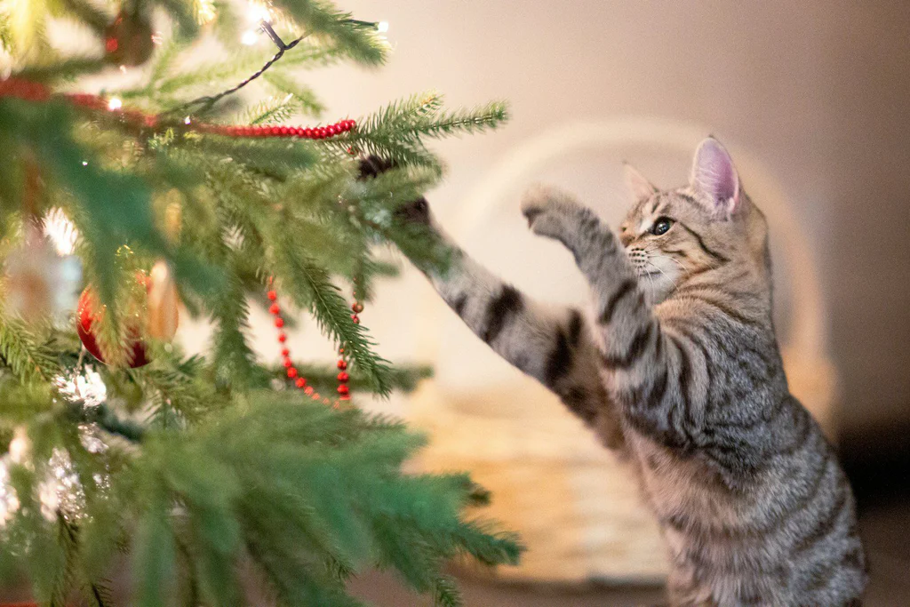 Kitten playing with a decorated christmas tree