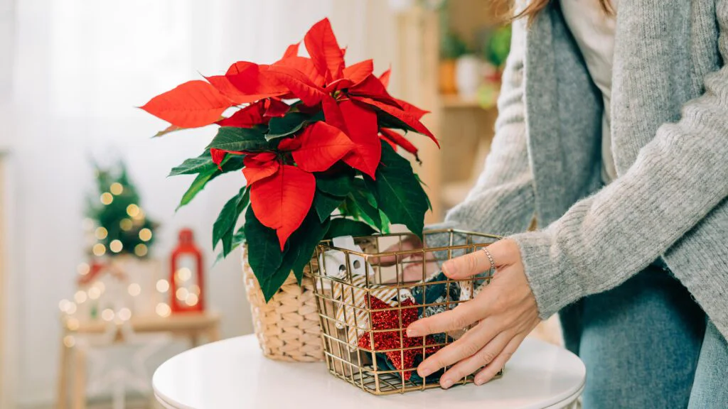 Jak se oslavuje Den vánoční hvězdy