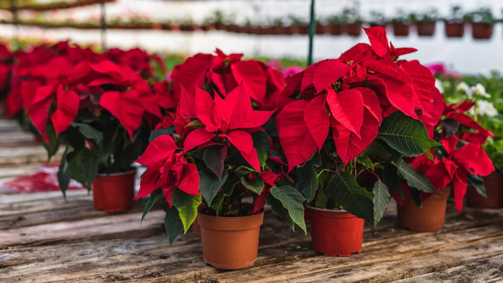 Od diplomatické rostliny ke světovému symbolu