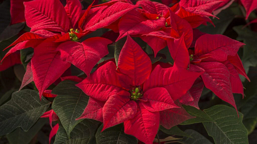 Joel Roberts Poinsett