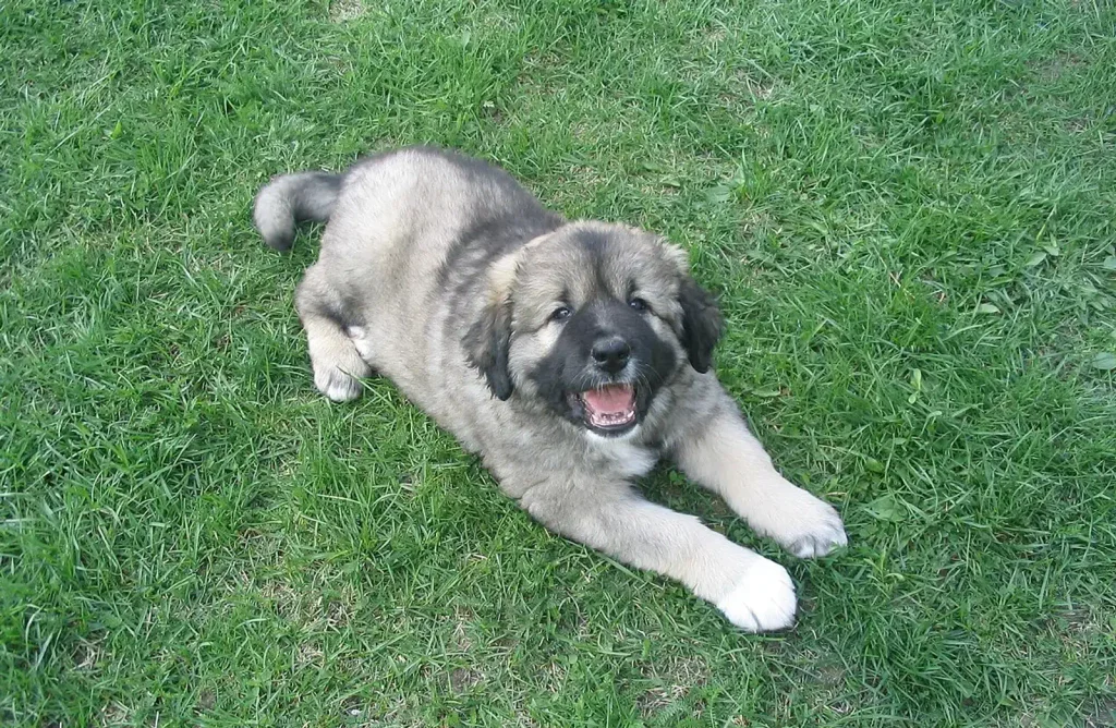 Štěně kavkazského ovčáka 