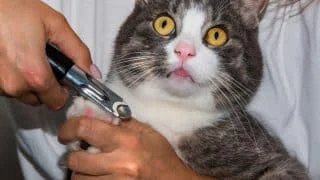 Jak a kdy správně stříhat kočce drápky, aby nedošlo na krev a utrpení