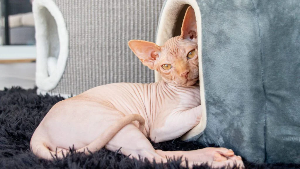 Sphynx: Nahá kráska s obrovskou potřebou blízkosti