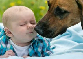 Velký pes očuchává miminko