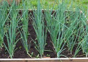 pěstování česneku