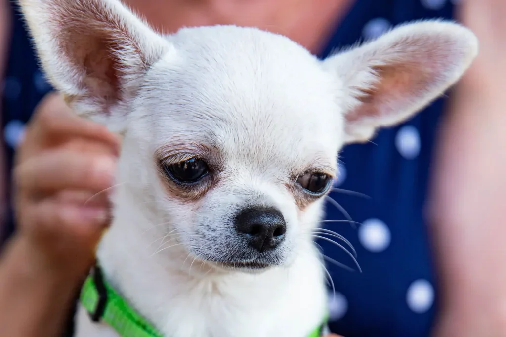 detail na čivavu, kterou hladí žena