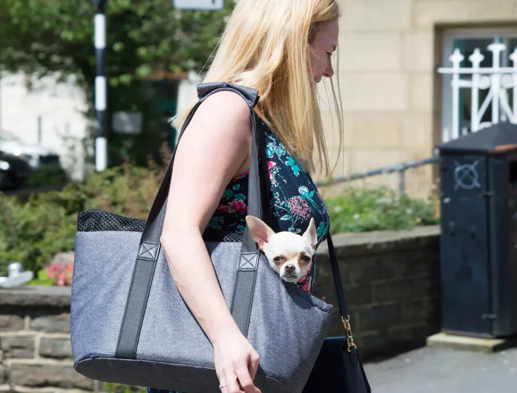 žena nese čivavu ve své tašce