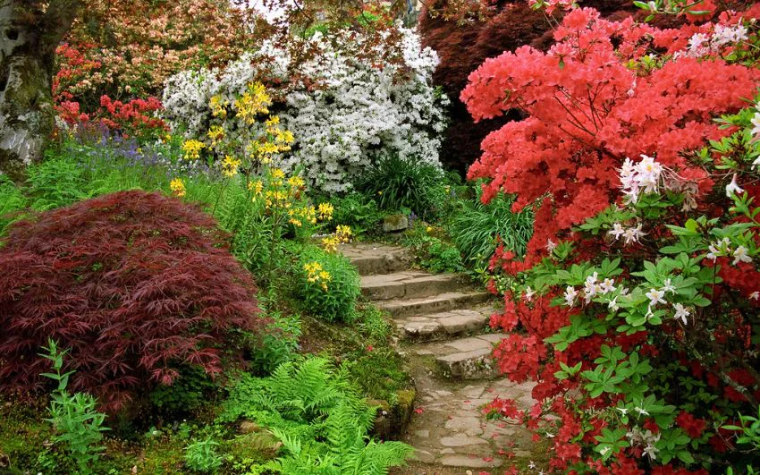 Stromy, které by se neměly vysazovat vedle domu: Seznamte se