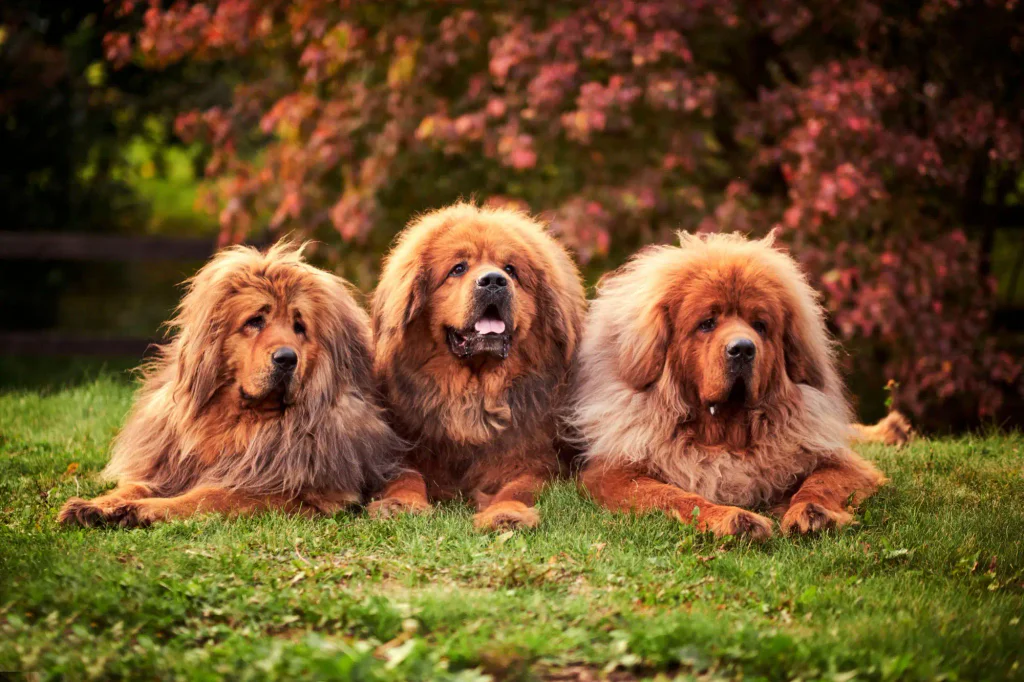 Skupinka tří tibetských dog.