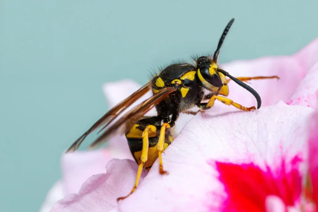 Vosa na květině