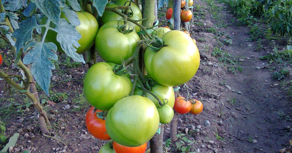 Obrázek k receptu: Nedozrála vám rajčata? Žádný problém, zavařte si na zimu tento skvělý salát!