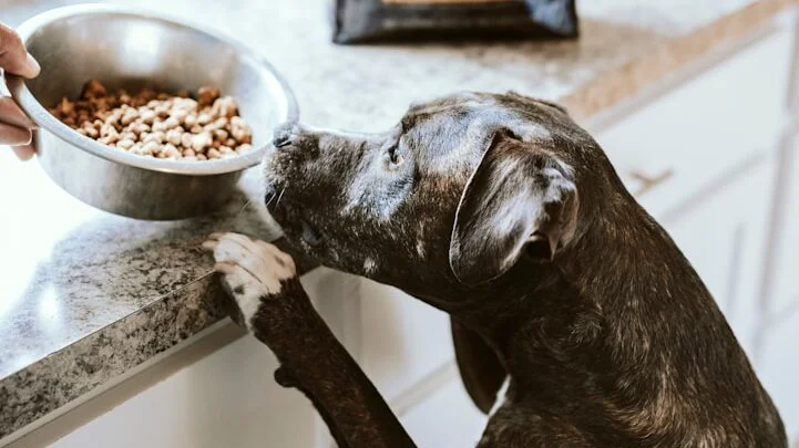  Testeři krmiva pro domácí zvířata