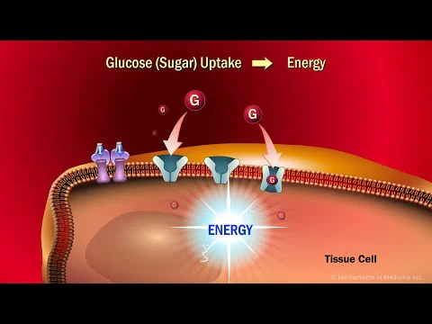 Video k článku ZDE