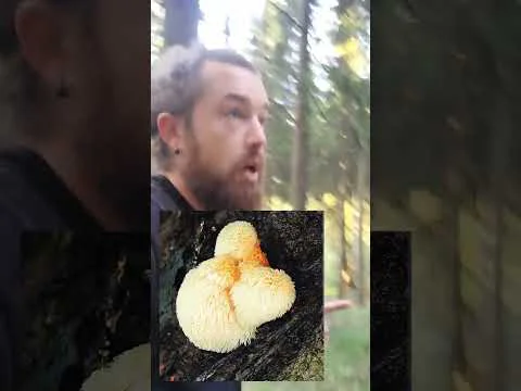 Video k článku ZDE