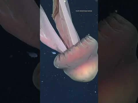 Video k článku ZDE