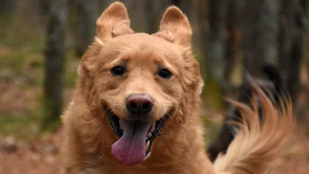 Roztomilý hnědý pes