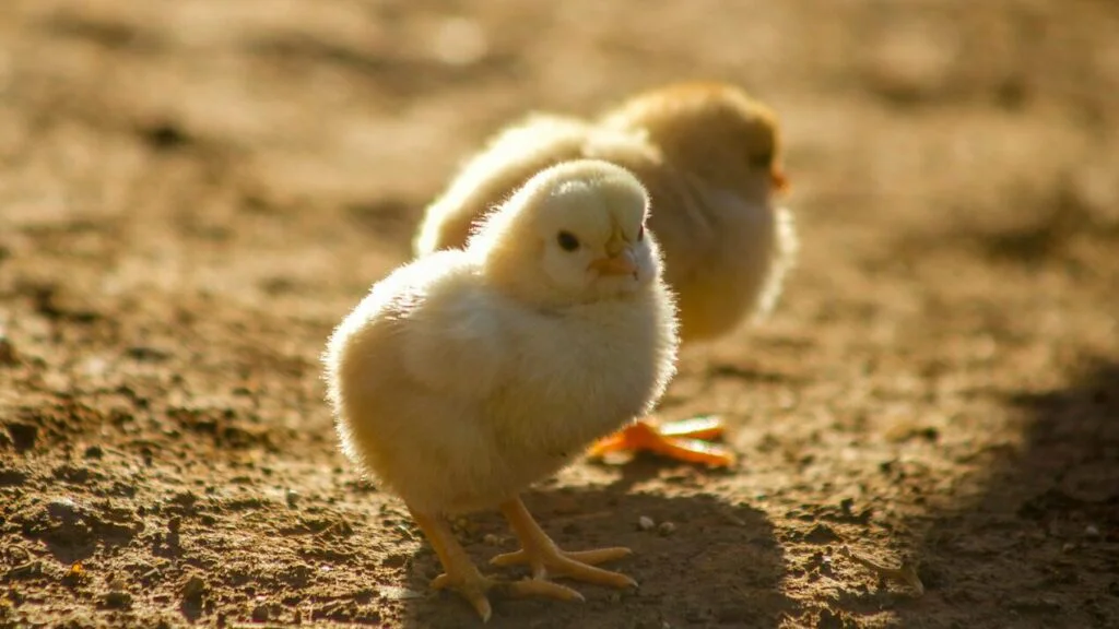 Určovači pohlaví kuřat 