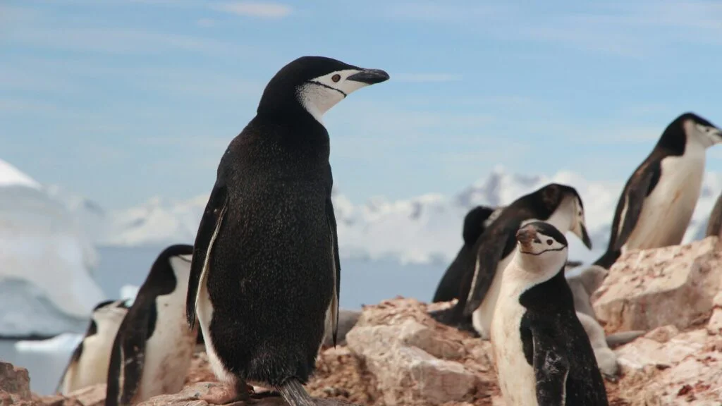 Otáčeči tučňáků