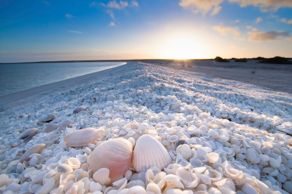Shell Beach australia