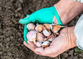 V září je třeba připravit půdu před výsadbou zimního česneku